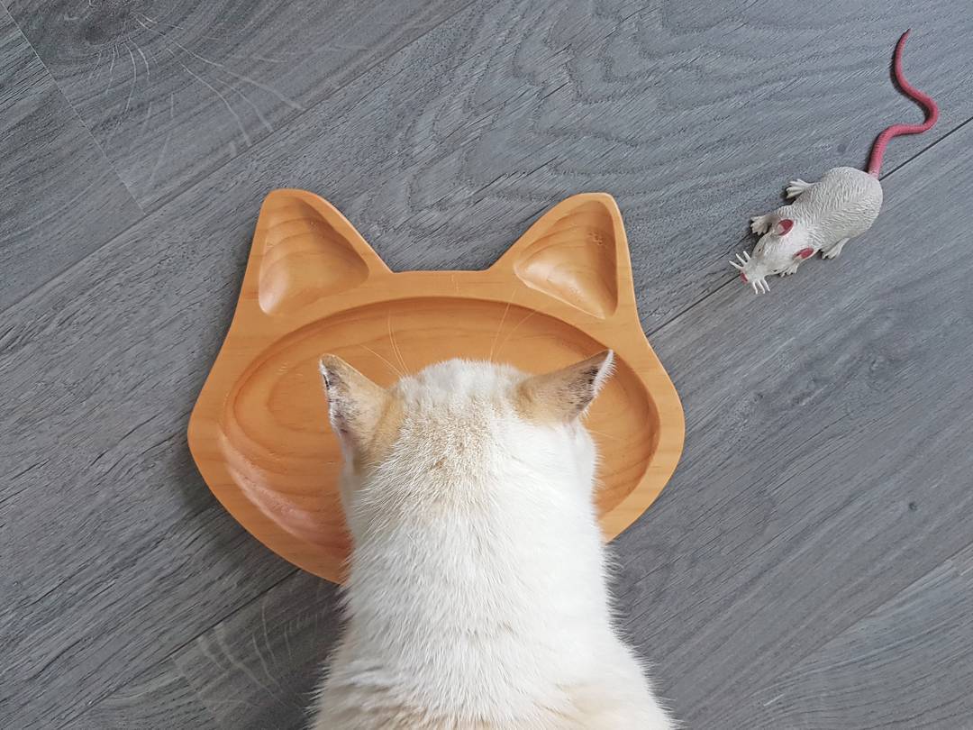 Deze foto is geheel in strijd met m'n bedrijfsnaam, maar dat maakt Wolfje niet uit! 😻
#nietvoeren #wolfje #ilovemycat #houtenborden #woodenplates #catsofinstagram #miauw #meow #hellokitty #dinnertime #aantafel #eetsmakelijk