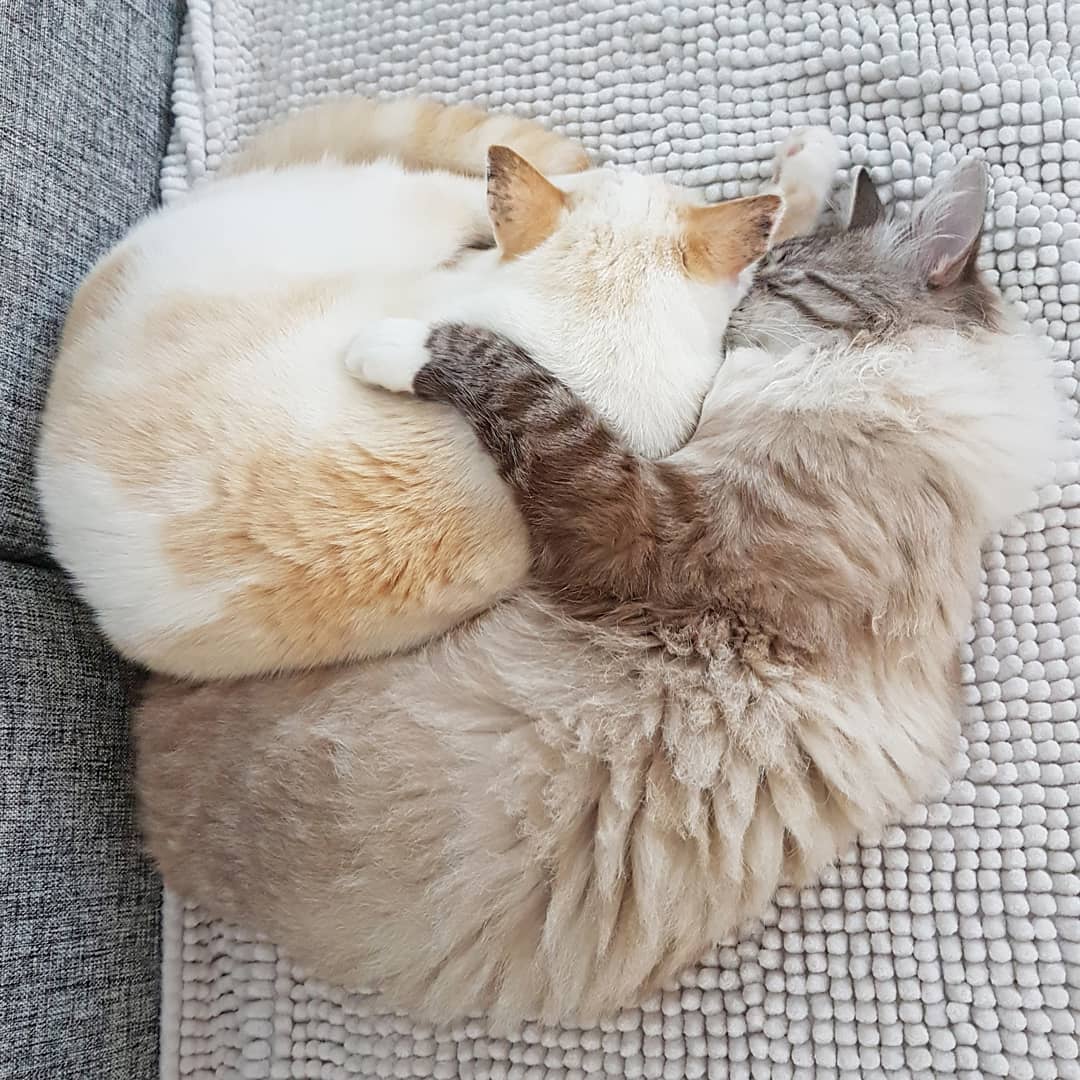 Vermoeiend hoor, om de hele dag in het middelpunt van de belangstelling te staan! 💤
#dierendag #pedro #wolfje #4oktober #worldanimalday #catsofinstagram #instacute #bff #bankstel #goodnight #sleeptight #sweetdreams #welterusten