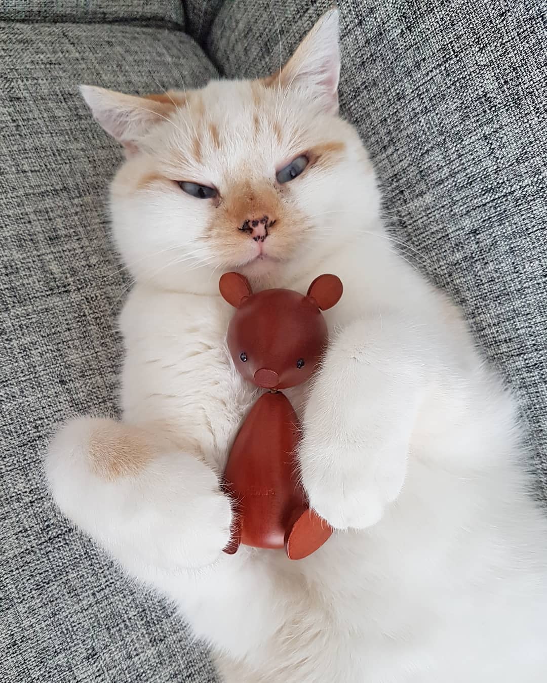 What do you mean it's not a cat toy...?
#wolfje #cattoy #cat #ilovemycat #meow #miauw #instacat #catsofinstagram #catoftheday #caturday #itwasntme #thatface #kawaii #teddybear #bear #woodenbear #beertje #huisdiergeheimen #thesecretlifeofpets #nietvoeren #homeaccessories #interiordetails