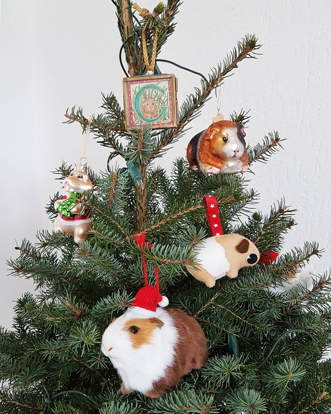 Came across a lot of amazing Christmas trees on Instagram the last couple of days, but I'm pretty sure my guinea pig tree is one of a kind! 🎄
#guineapigtree #caviaboom #guineapig #cavy #cavia #meerschweinchen #cobaya #guineapigsofinstagram #guineapiglove #hamster #hamsteren #kitschmas #kawaii #shopsmall #zusammendeins