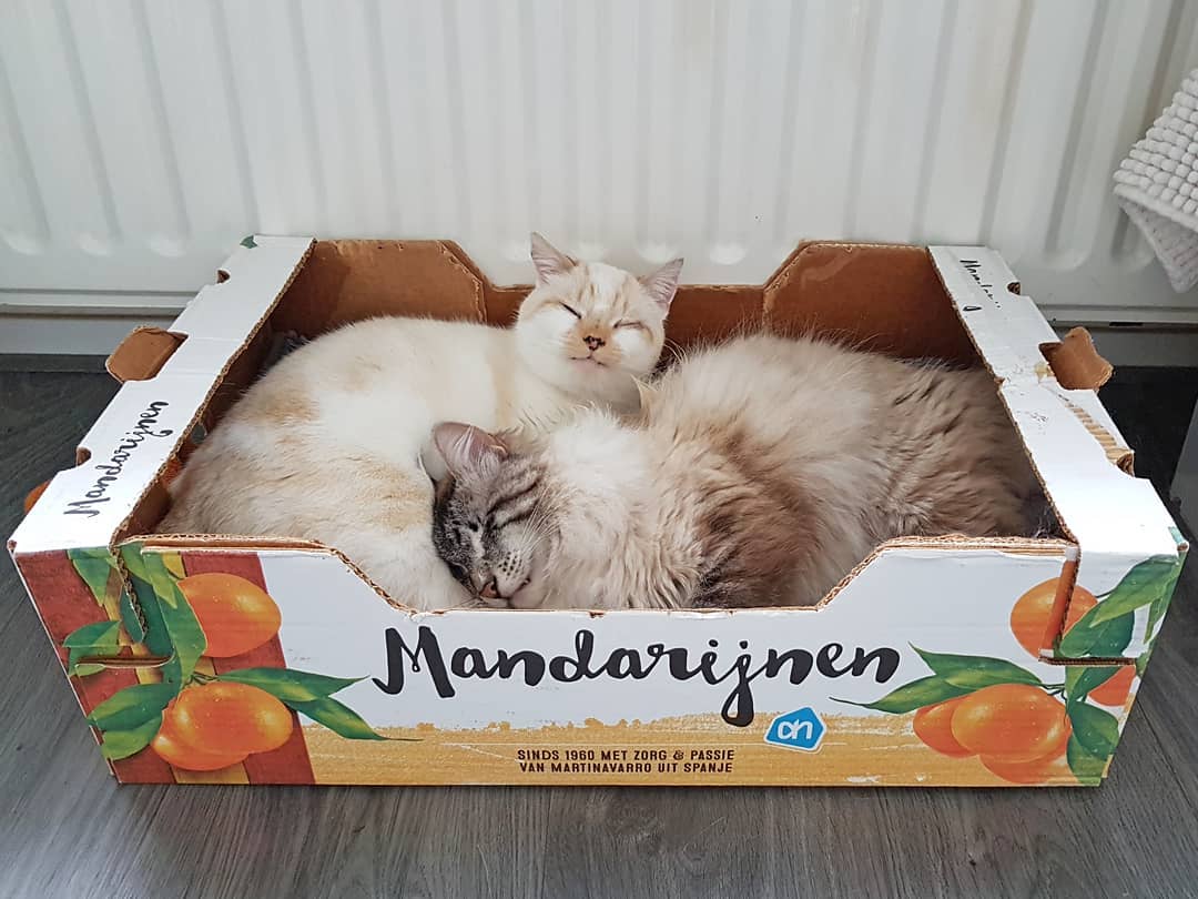 Let me offer you some vitamin C! 🍊
Stay healthy. And stay at home!

#cisforcat #stayhealthy #stayathome #mandarijn #tangerine #wolfje #pedro #catsofinstagram #corona #coronee