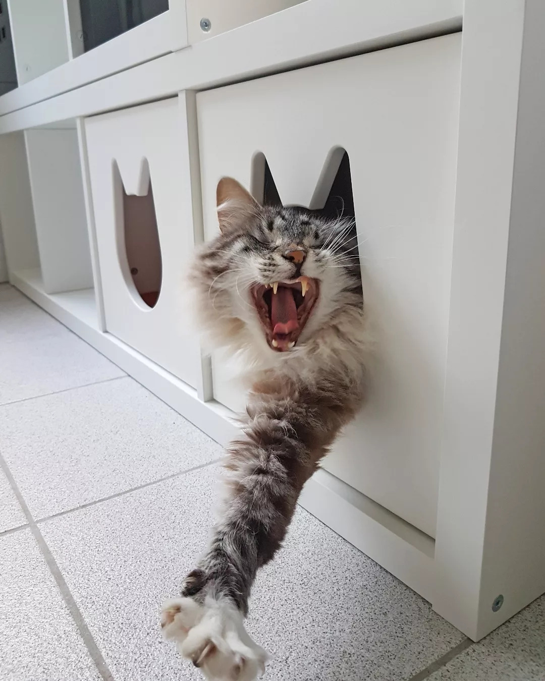 Storm? What storm?!
#goodmorning #welvoeren #caturday #catoftheday #catfluencer #pedro #eunice #kallax #ikea #mijnikea #ikeanederland